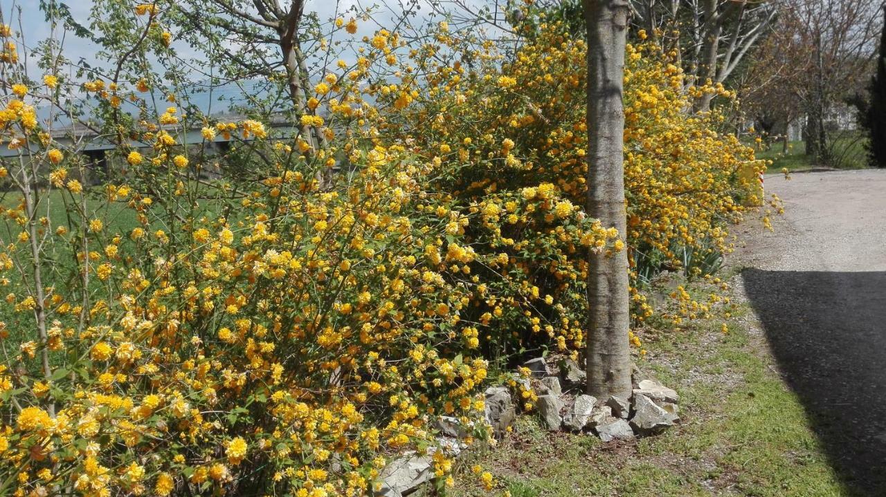 Agriturismo La Ripa Villa Reggello Dış mekan fotoğraf